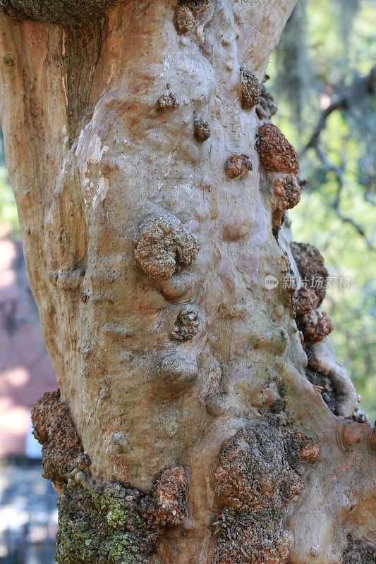 Burl Gall Tumor Disease Abnormality on Tree Limb Trunk, Savannah-Georgia